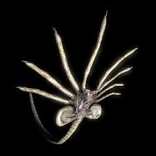 Preview facehugger